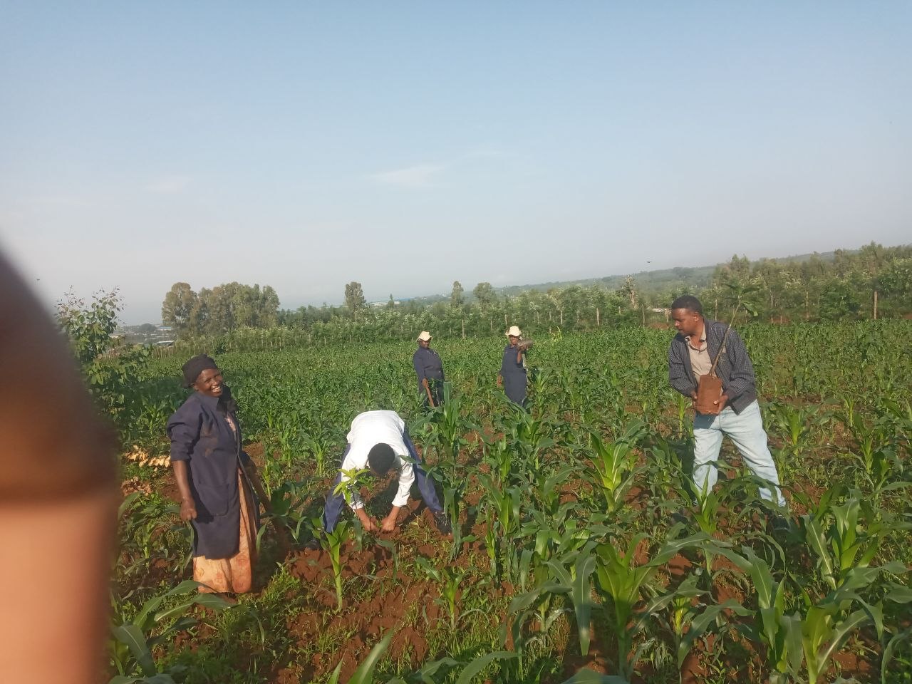 በ22/11/2018 ዓ.ም በጥዋቱ ክፍለ ጊዜ በፍኖተ ሰላም ከተማ የሴፍቲኔት አባላትና ባለሙያዎች ከኮሌጁ ሰራተኞች ጋር በመቀናጀት የተሻሻሉ የማንጎ ተክሎችን የመትከል ስራ በስኬት ጀምረዋል። ይህ የአትክልትና ፍራፍሬ ተክሎችን የመትከል እንቅስቃሴ በቀጣይም ተጠናክሮ እንደሚቀጥል ተገልጿል።